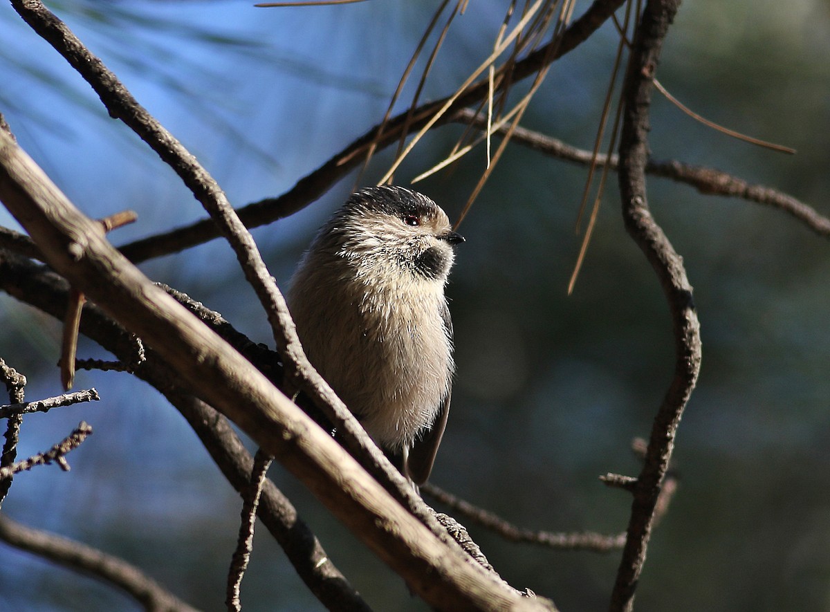 Long-tailed Tit - ML521941641