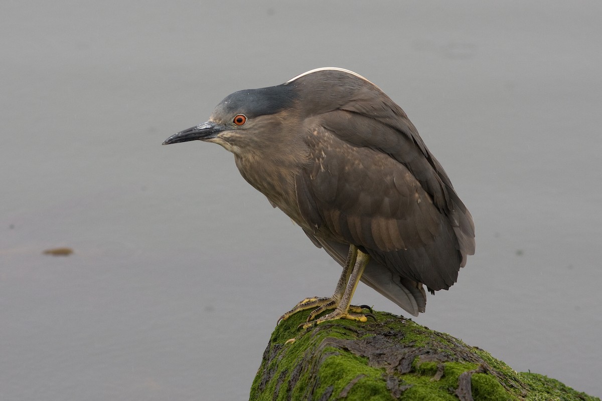 Black-crowned Night Heron - Marbry Hopkins