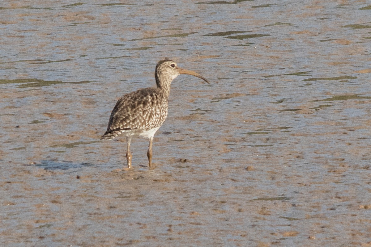 Whimbrel - ML521946781