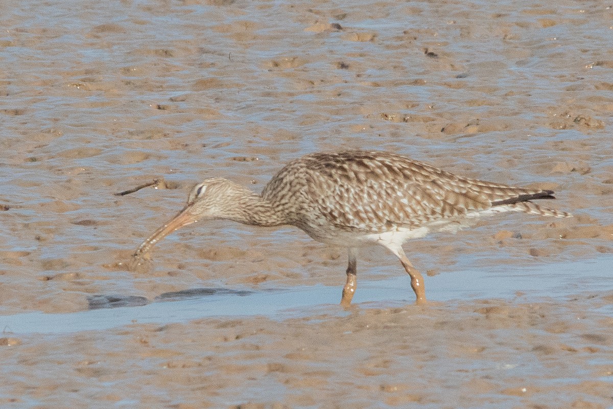 Whimbrel - ML521946821