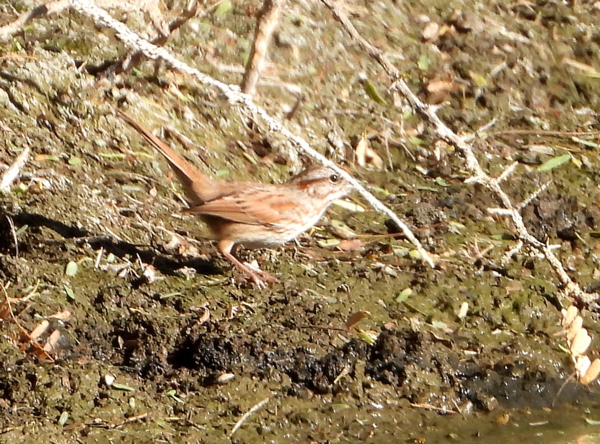 Song Sparrow - ML521947071