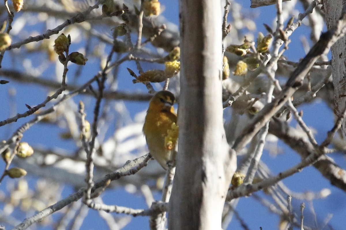 Bullock's Oriole - ML521947301