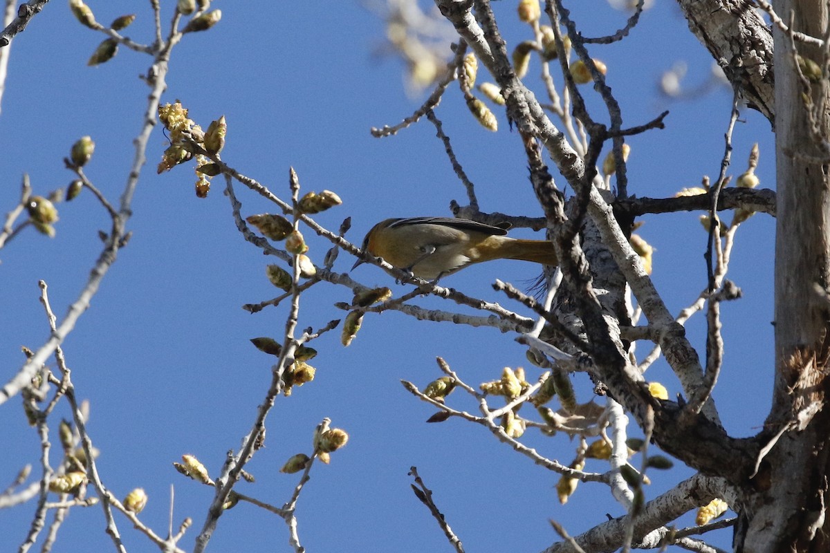 Bullock's Oriole - ML521947321