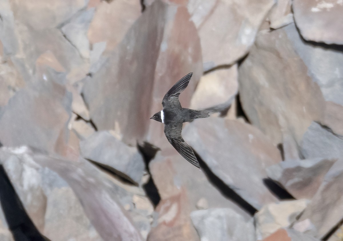 White-collared Swift - Rodrigo González Pairoa