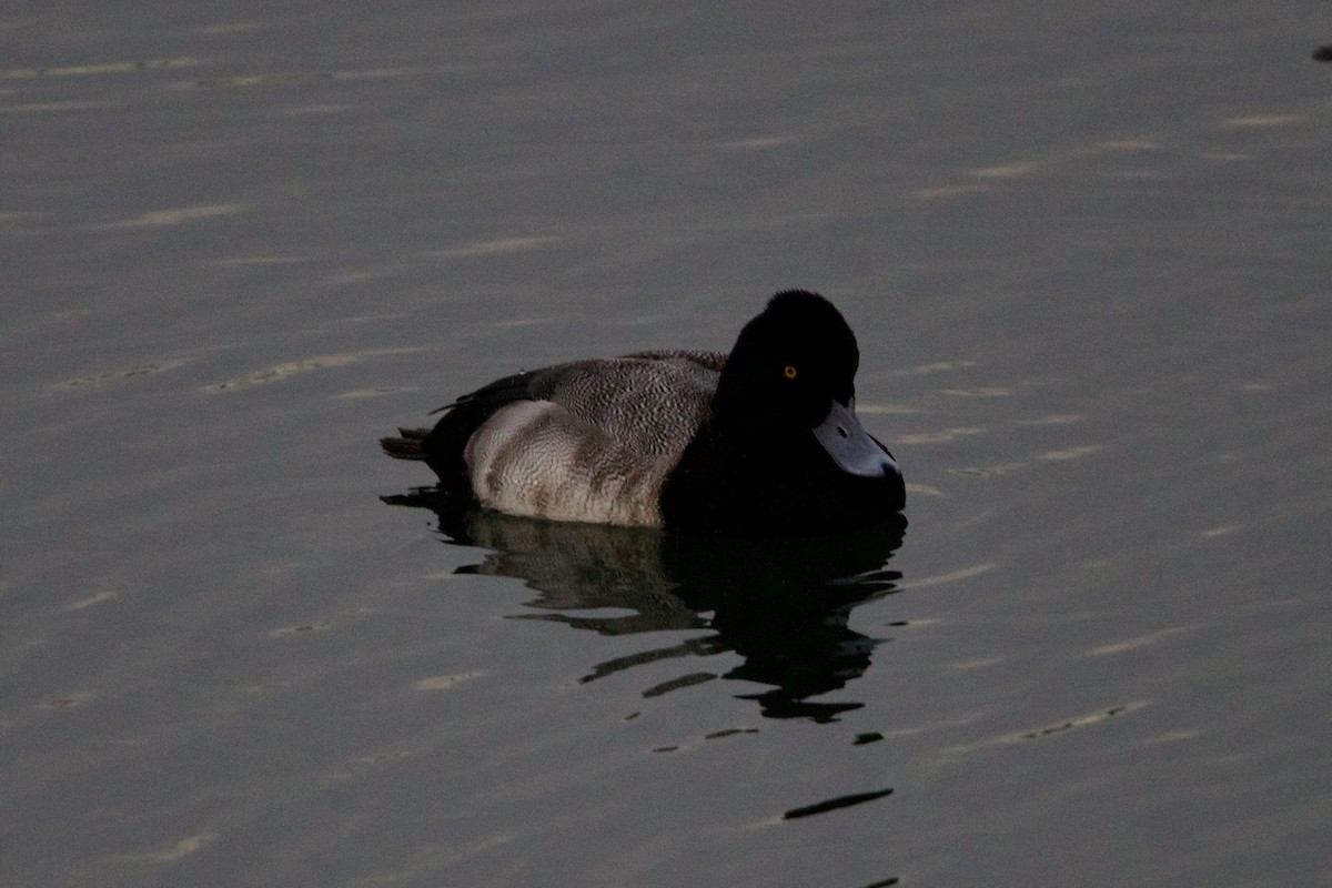 Lesser Scaup - ML521948041