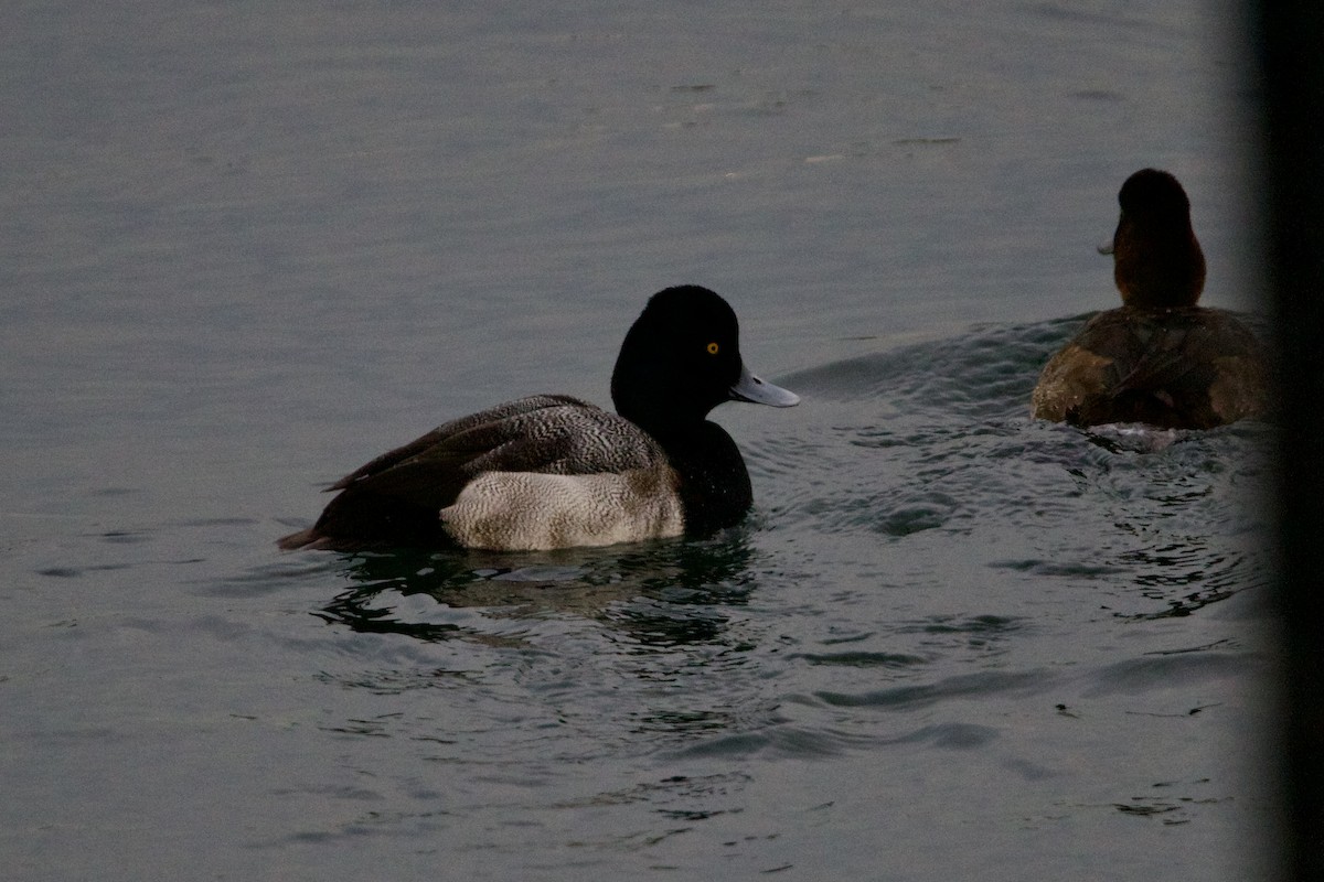 Lesser Scaup - ML521948051