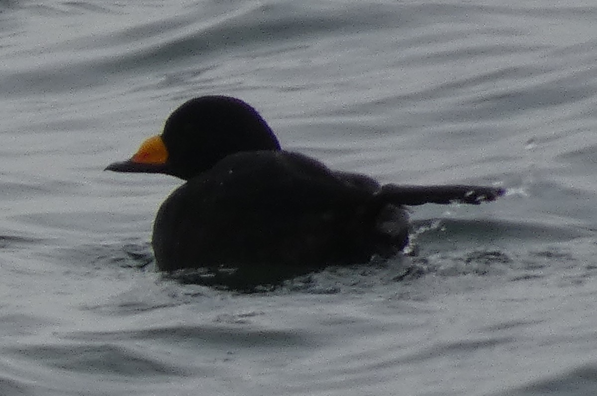 Black Scoter - ML521948751