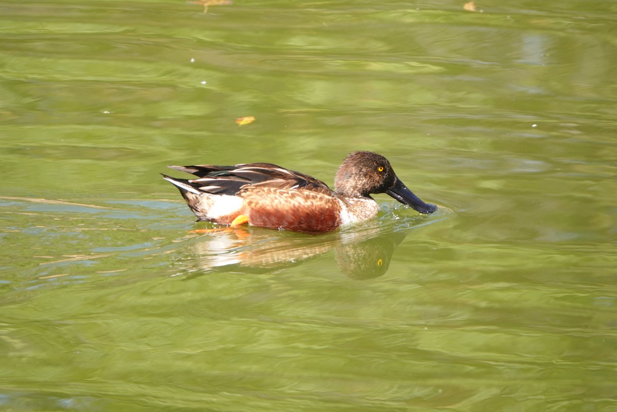 Northern Shoveler - ML521948851