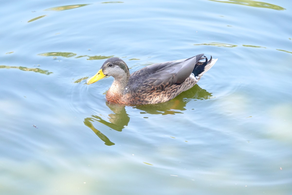 Mallard (Domestic type) - ML521949291