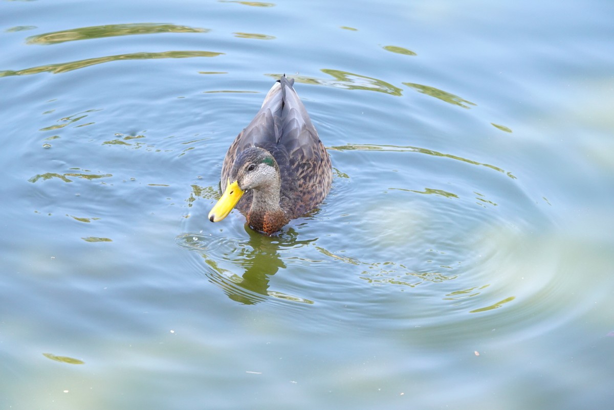 Mallard (Domestic type) - ML521949301