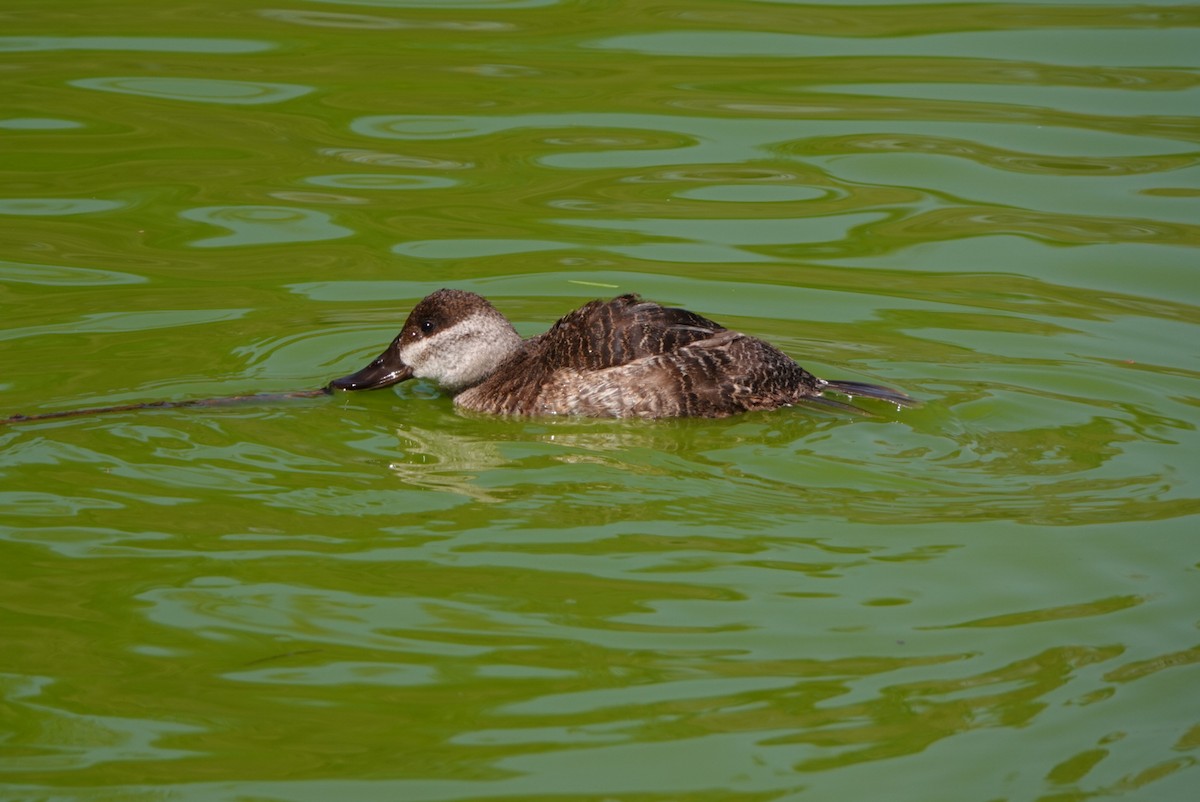 Ruddy Duck - ML521949701