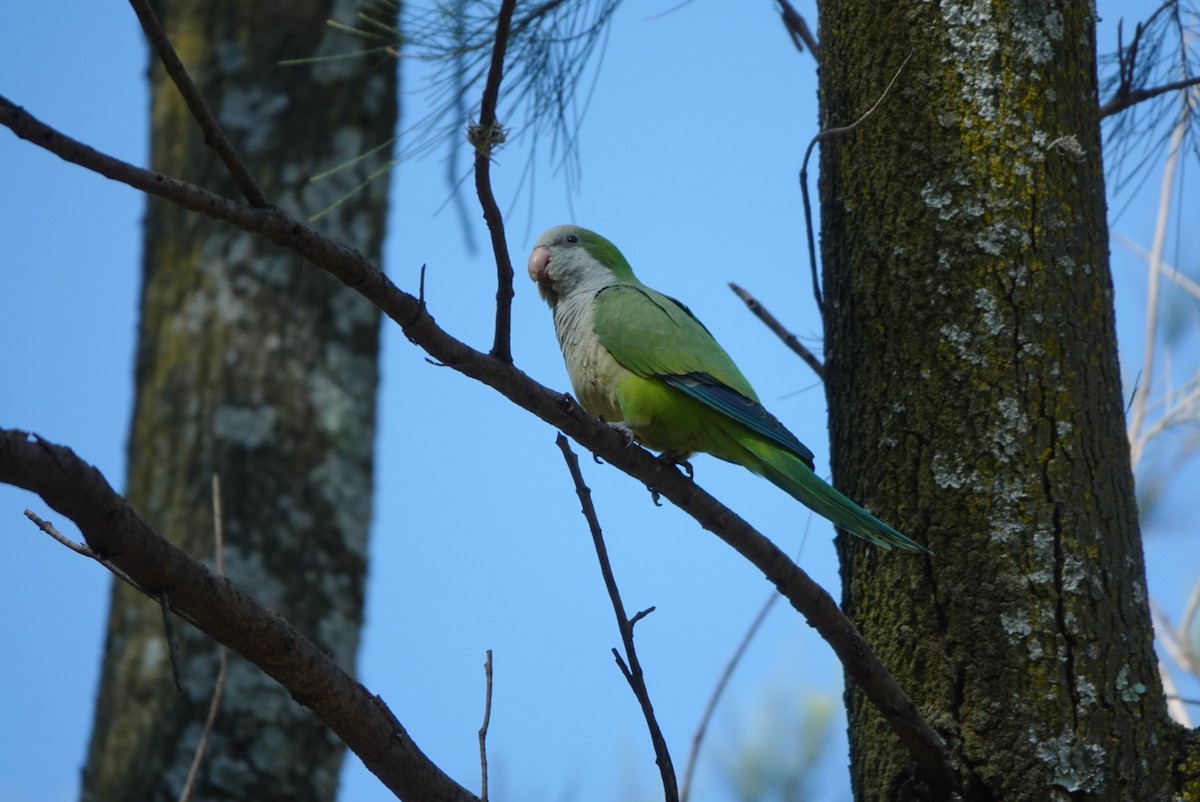 Monk Parakeet - ML521949911