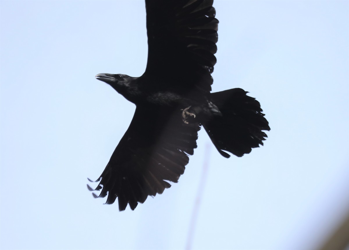 Common Raven - ML521950761