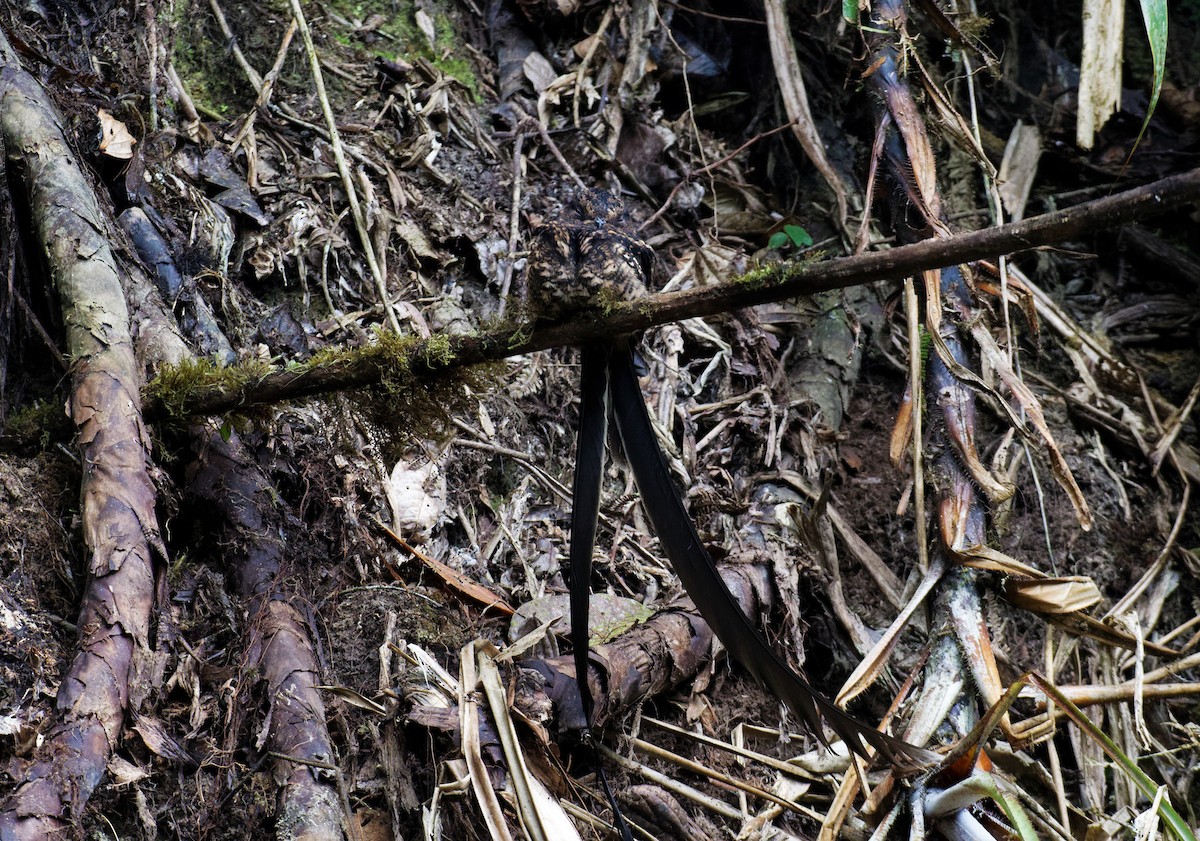 Lyre-tailed Nightjar - Braydon Luikart