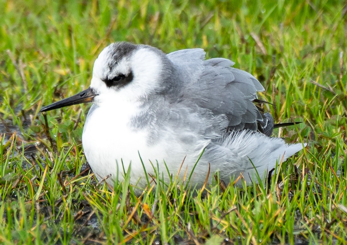 Red Phalarope - Shannon Underhill