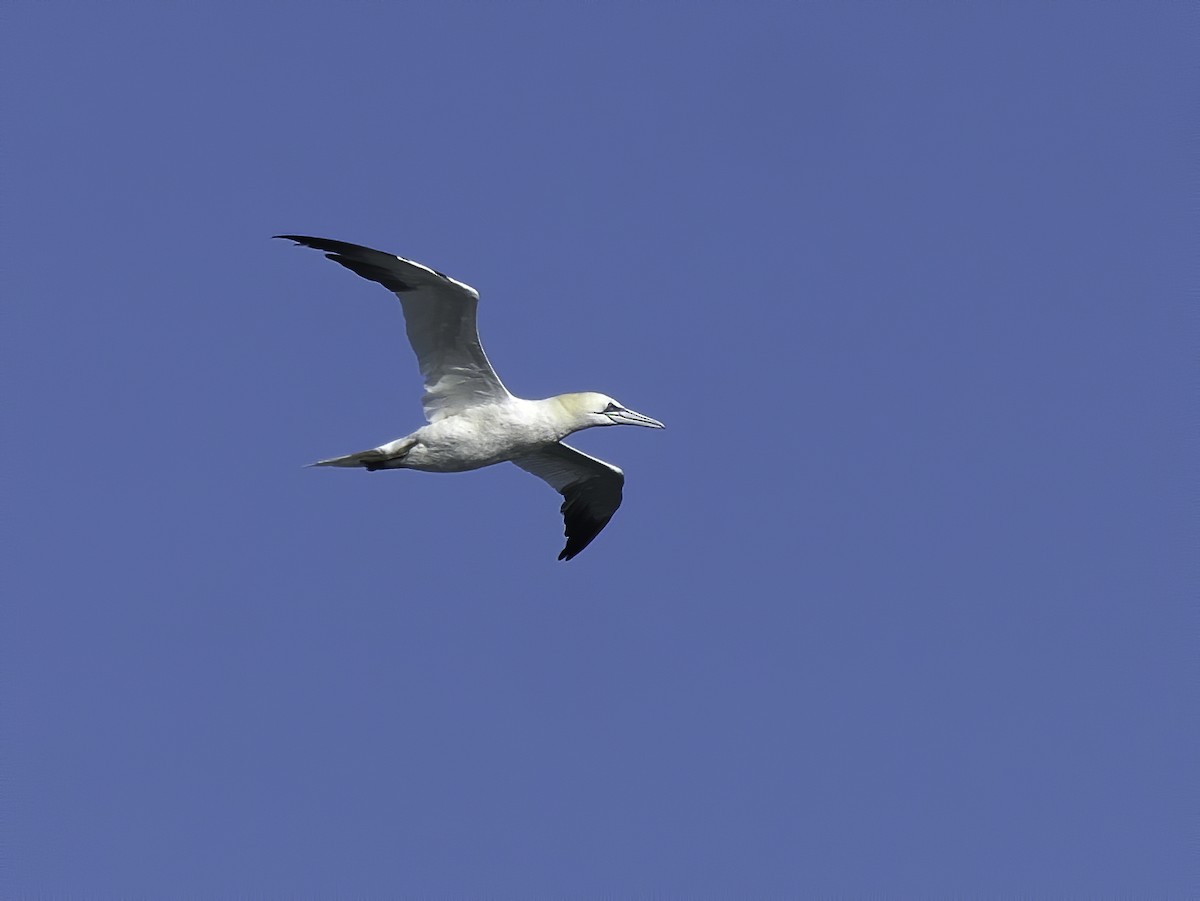 Northern Gannet - ML521951851