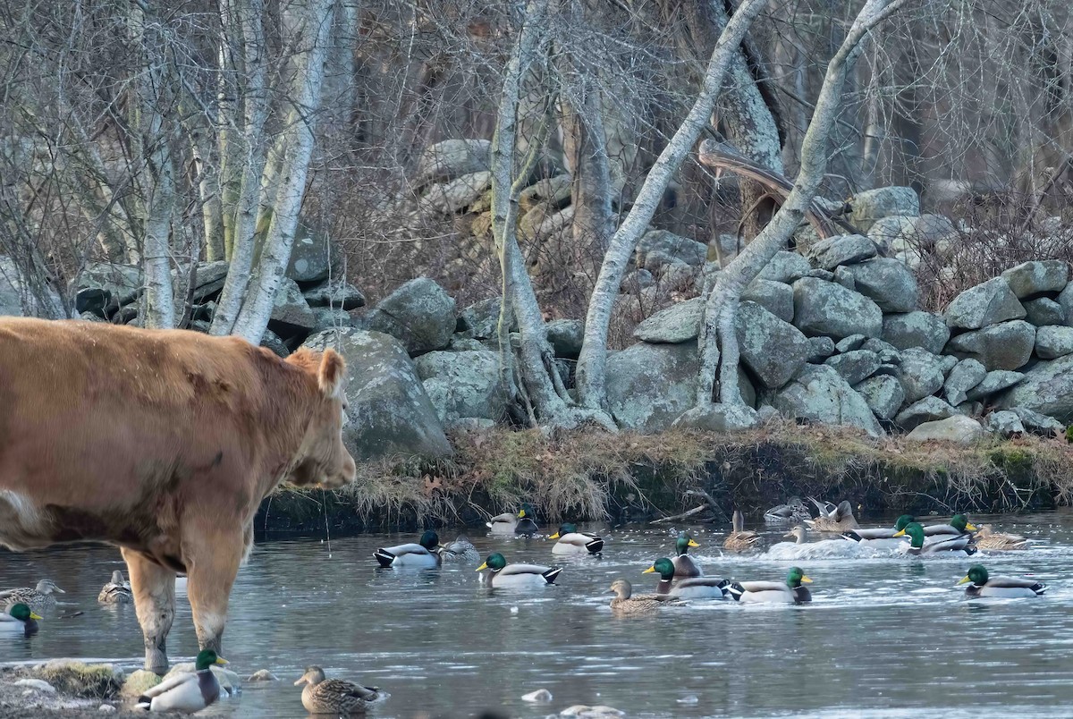Canard colvert - ML521951911