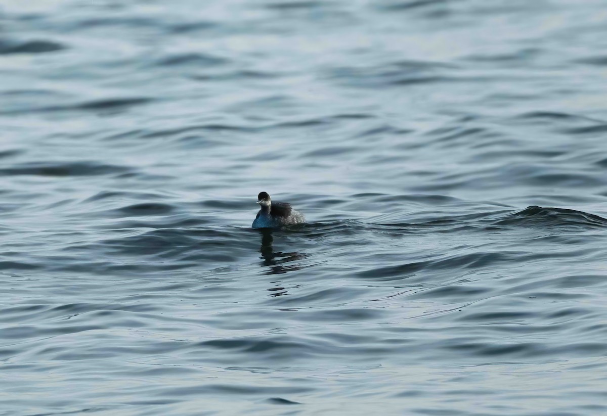 Eared Grebe - ML521952141