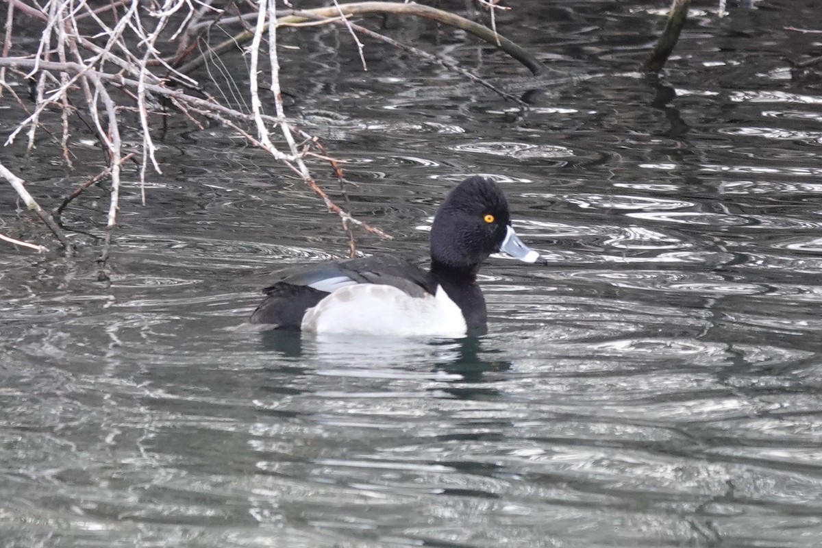 Ring-necked Duck - ML521952941