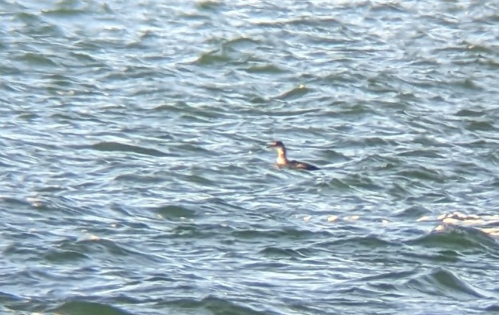 Red-necked Grebe - ML521953151