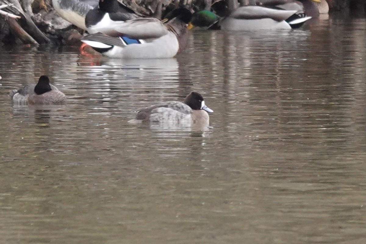 Lesser Scaup - ML521953641