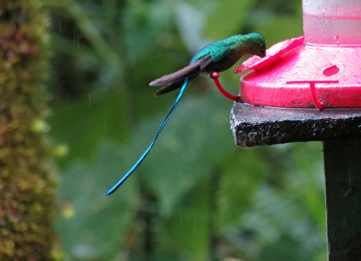 Long-tailed Sylph - Roger Robb