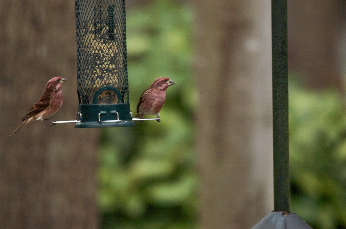 Purple Finch - ML521954781