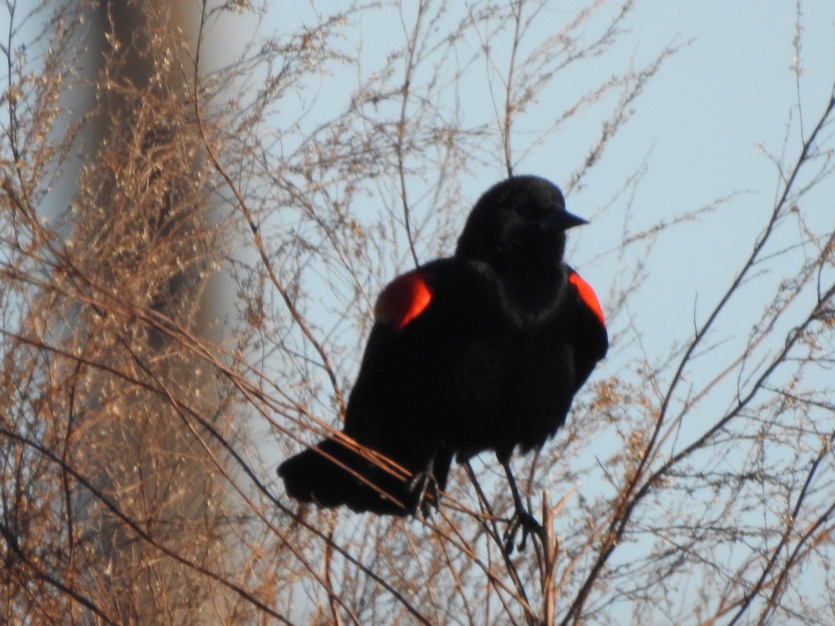 Red-winged Blackbird - ML521955621