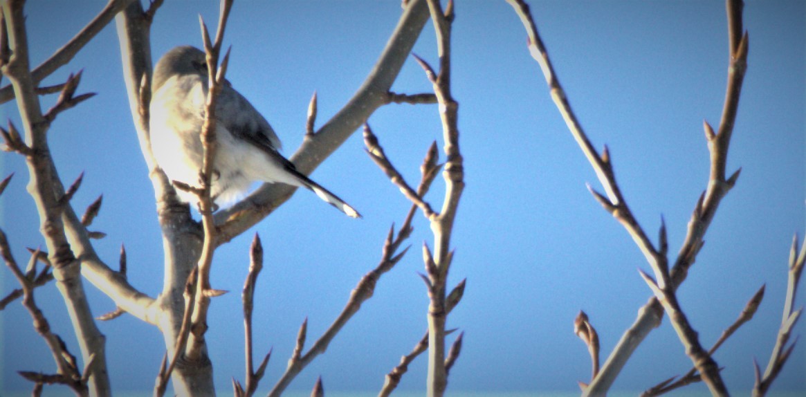 Northern Shrike - ML521956021