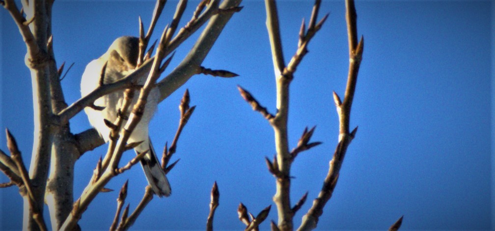 Northern Shrike - ML521956451