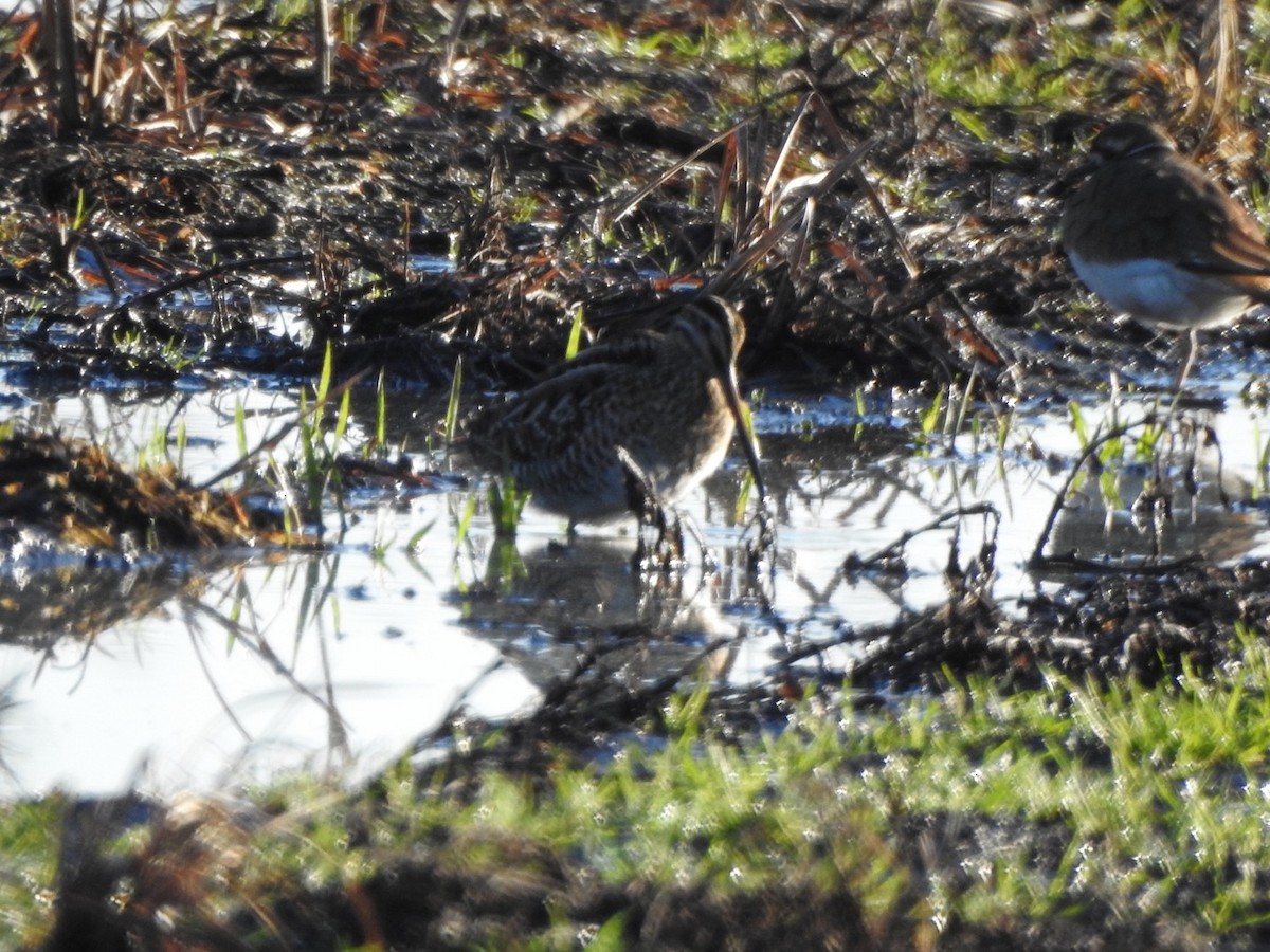 Wilson's Snipe - ML521956841