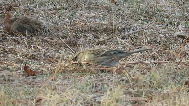 Harris's Sparrow - ML521957271