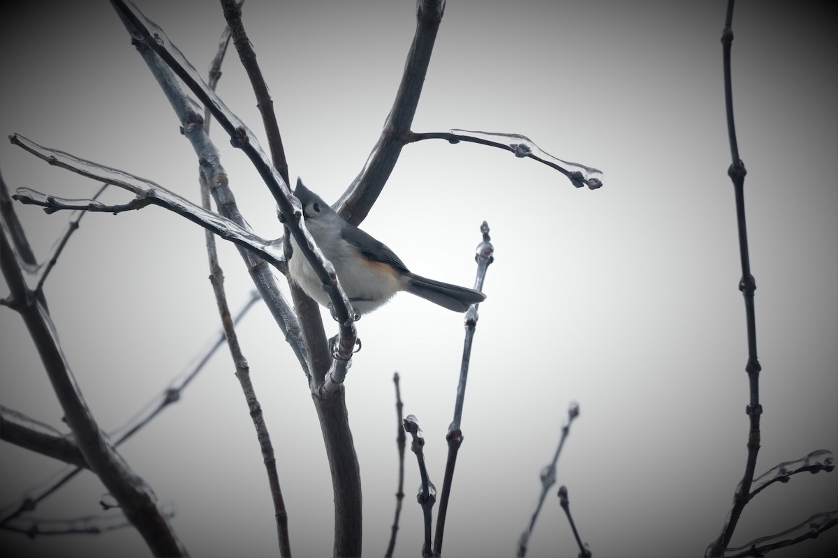 Tufted Titmouse - ML521957981