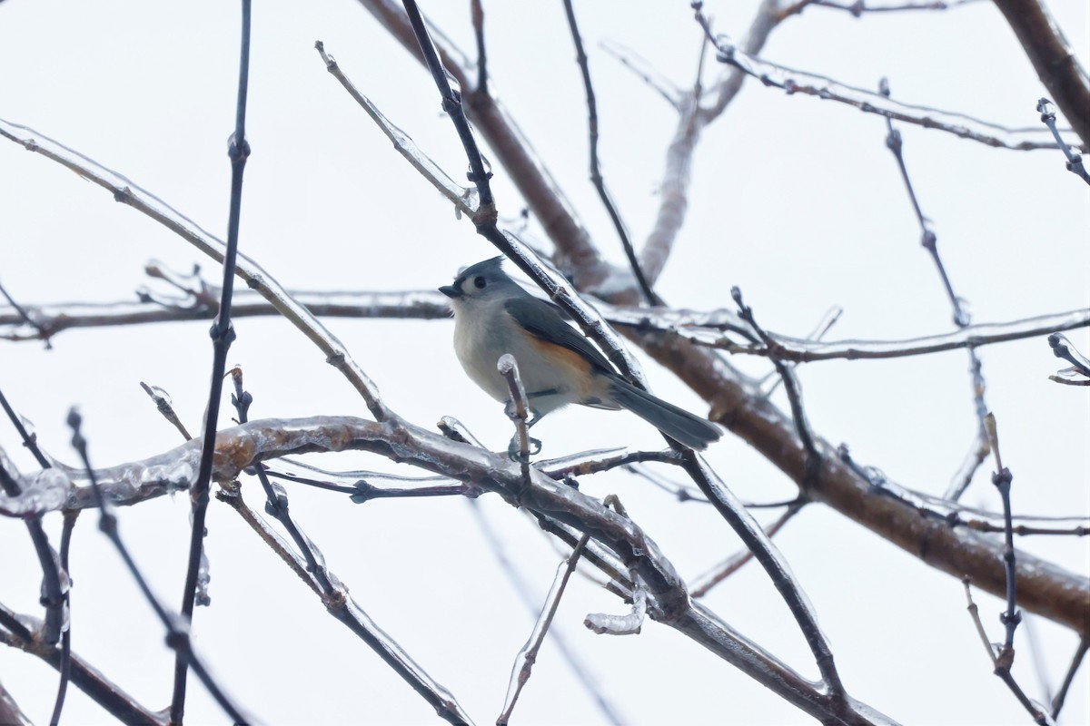 Tufted Titmouse - Marie Provost