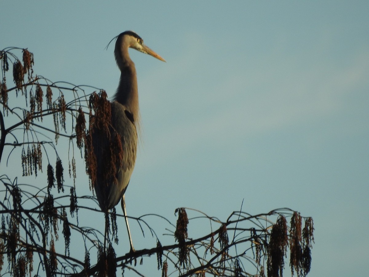 Great Blue Heron - ML521958711