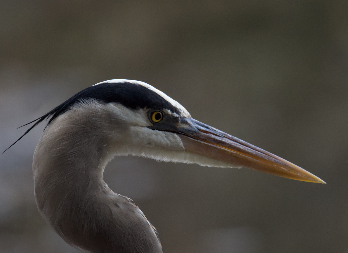 Great Blue Heron - ML521958761