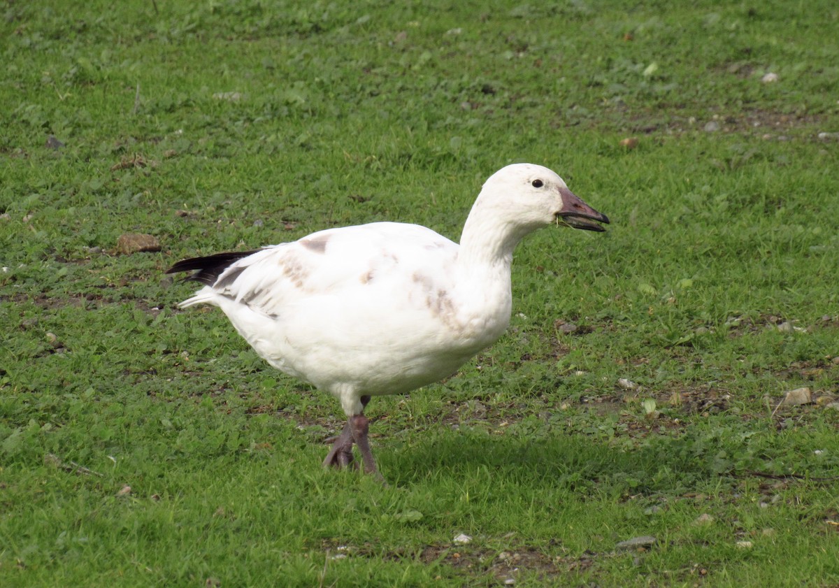 Snow Goose - ML521959551