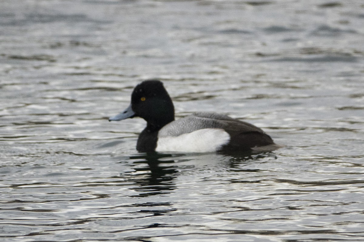 Lesser Scaup - ML521961951