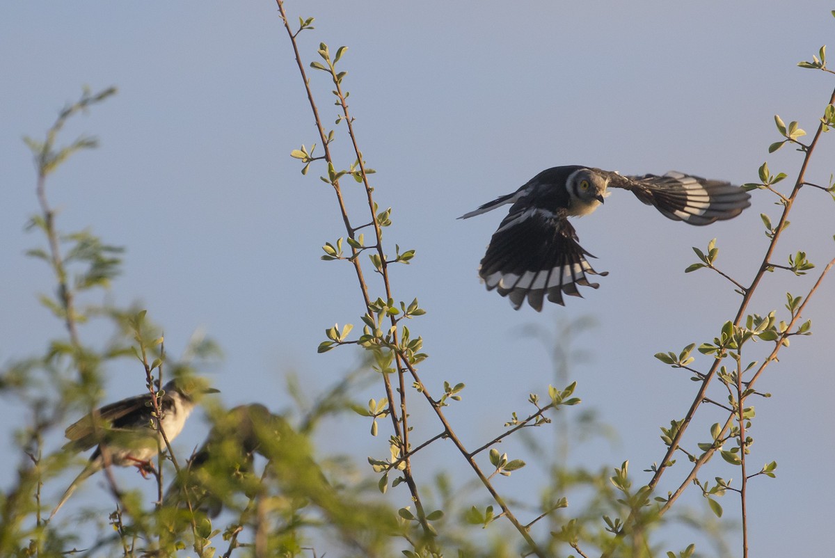 White Helmetshrike (Yellow-eyed) - ML521962731