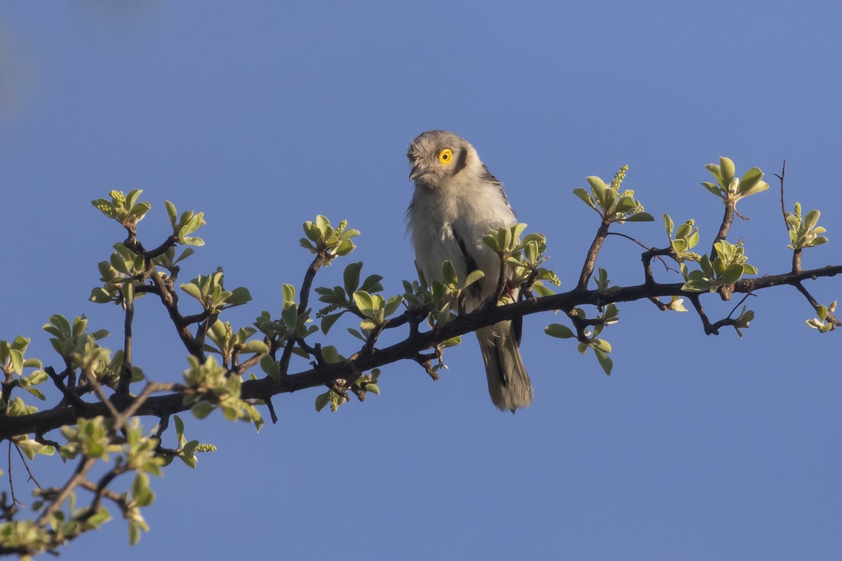 hvittopphjelmvarsler (poliocephalus gr.) - ML521962741