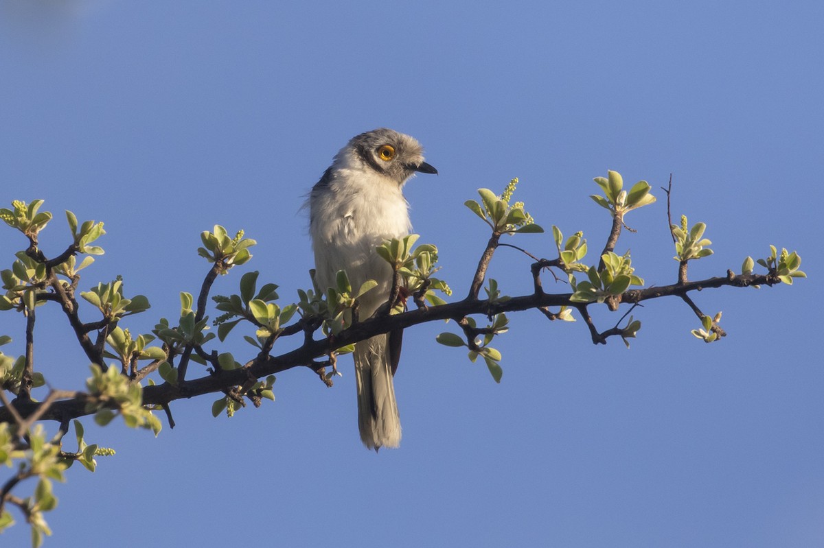 White Helmetshrike (Yellow-eyed) - ML521962751