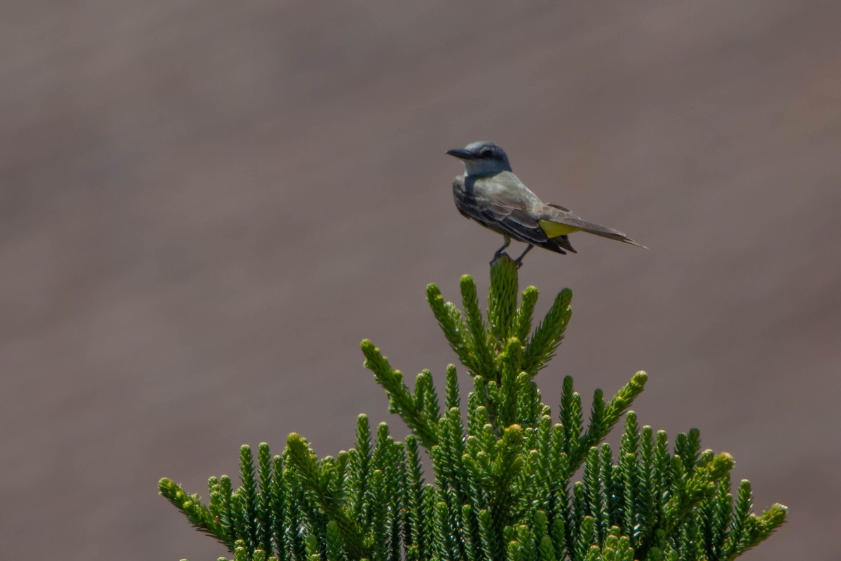 Tropical Kingbird - ML521963481
