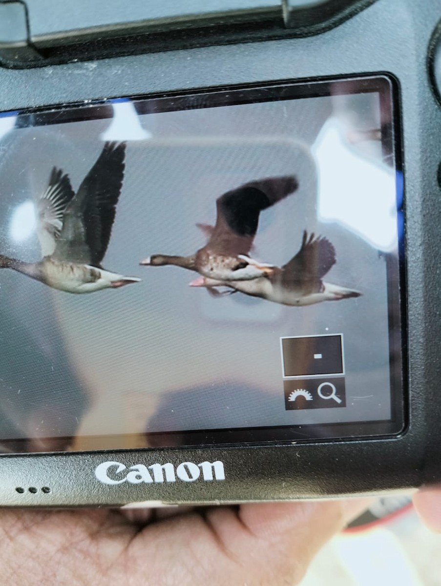 Greater White-fronted Goose - ML521963701