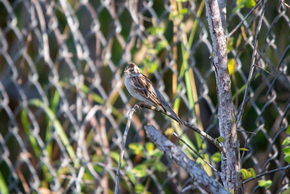 Chipping Sparrow - ML521964141