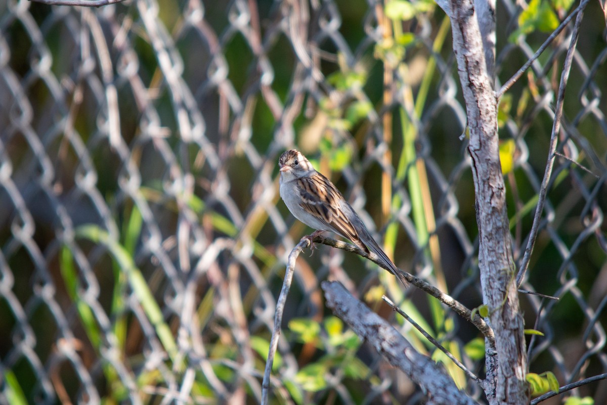 Chipping Sparrow - ML521964151