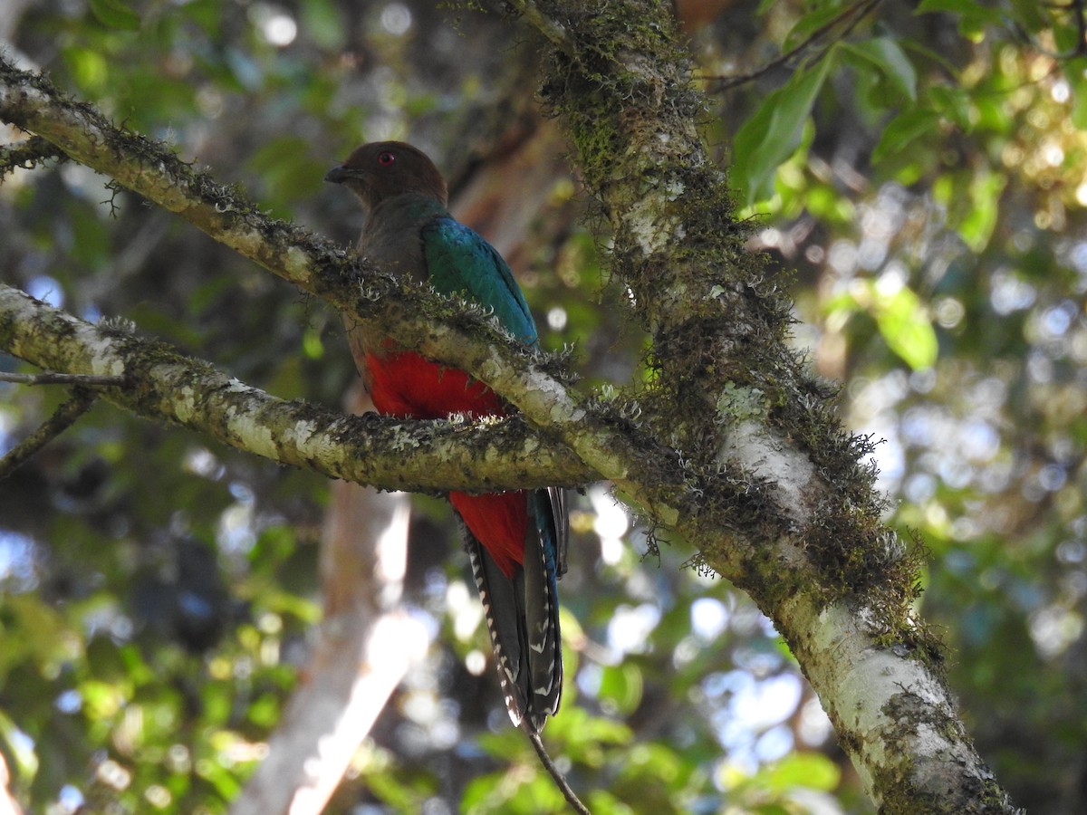 Crested Quetzal - ML521964421