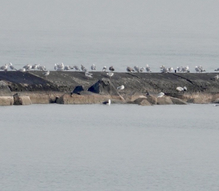 racek mořský - ML521964651