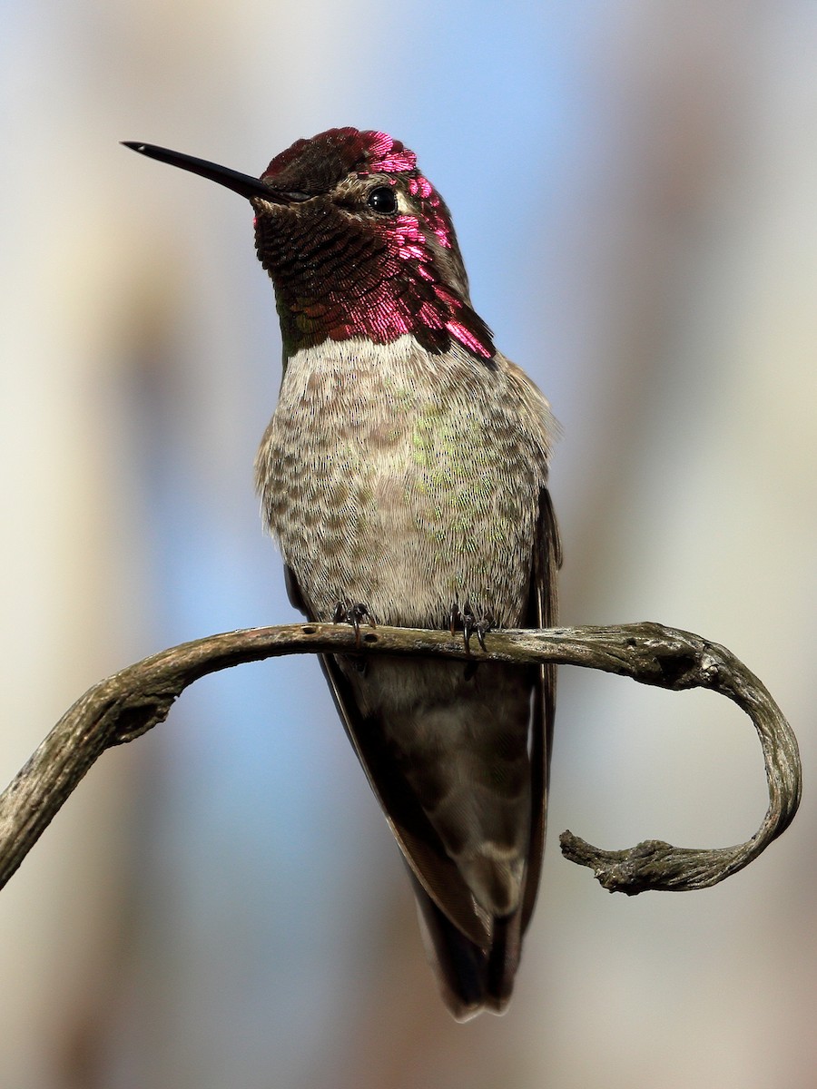 Anna's Hummingbird - Jeffrey Fenwick