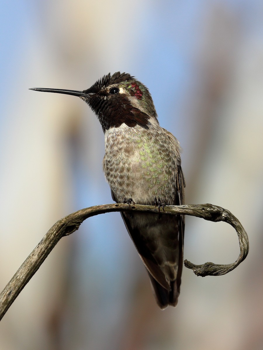 Anna's Hummingbird - Jeffrey Fenwick