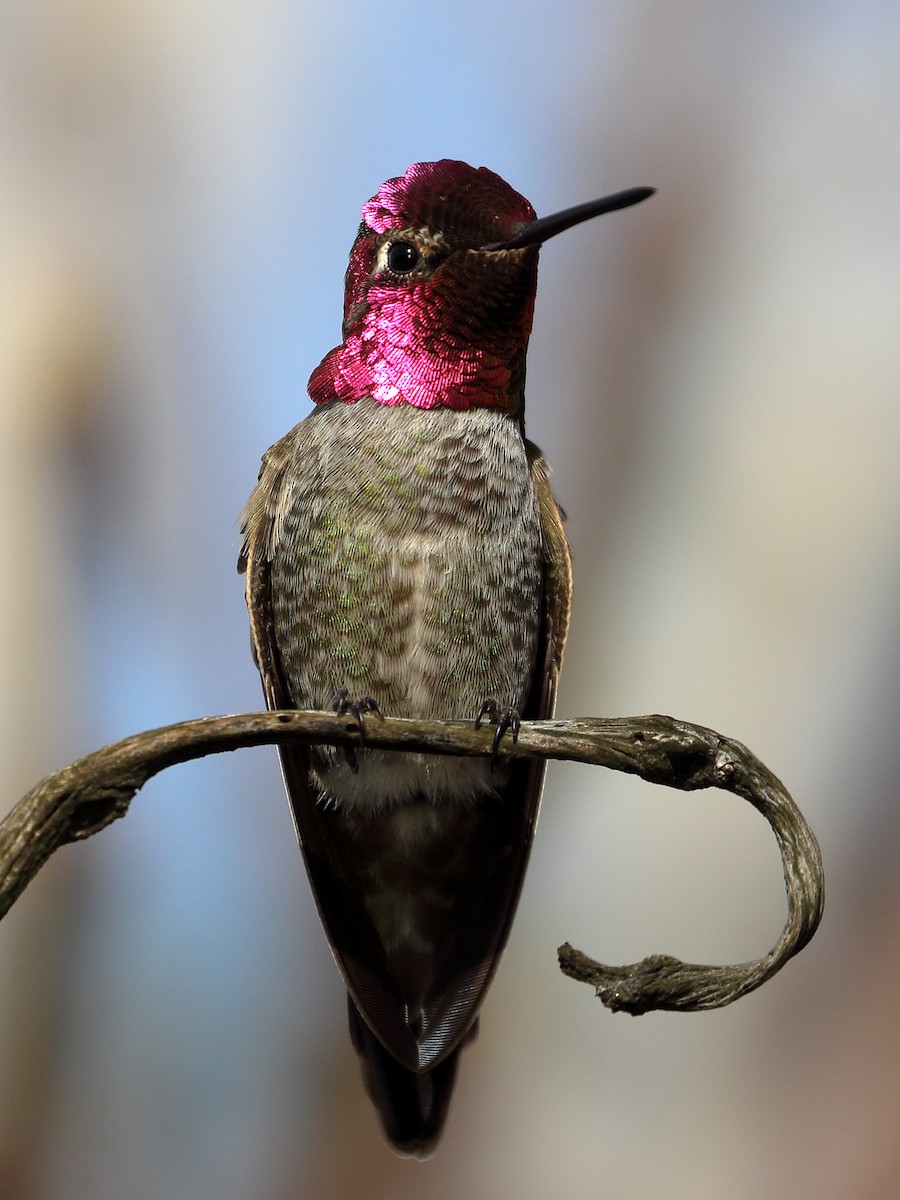 Anna's Hummingbird - Jeffrey Fenwick